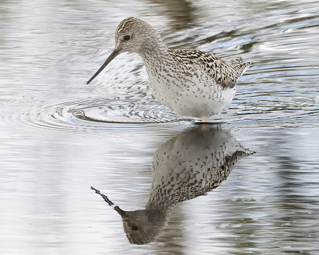 Marsh Sandpiper